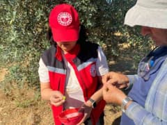 Manisa Salihli’de zeytin bahçesinde zeytin sineğine karşı mücadele uyarısı