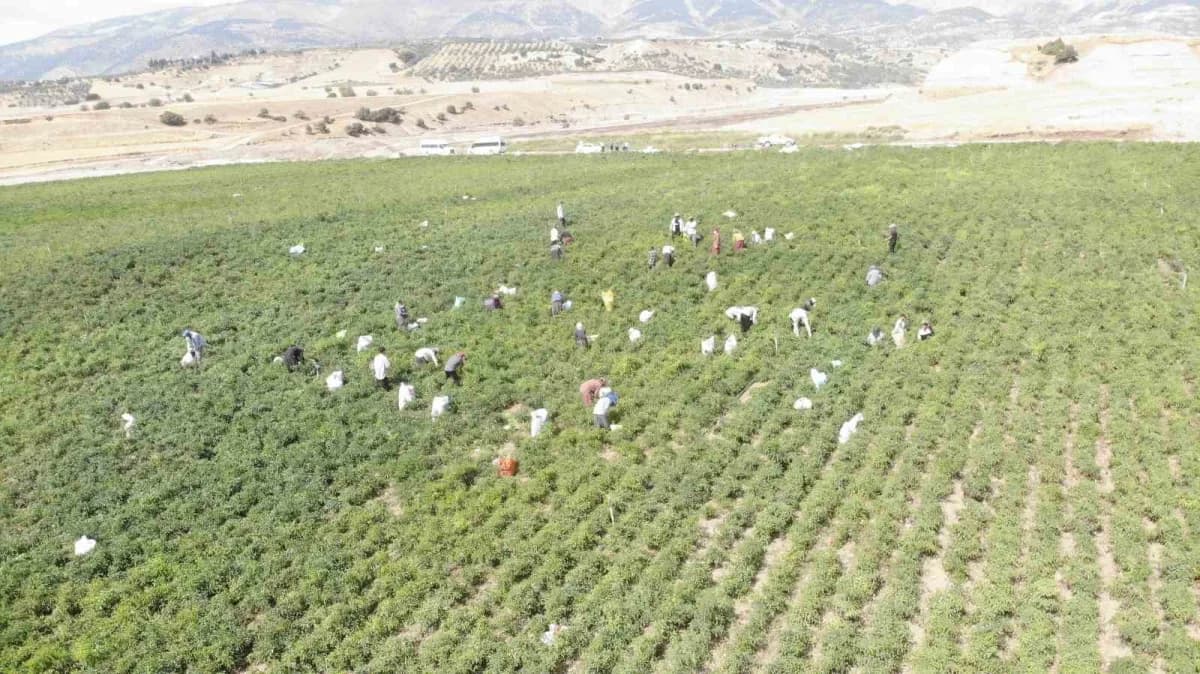 Kahramanmaraş’ta coğrafi işaretli Maraş biberi tarlasında hasat yapan işçiler ve kurutma alanları
