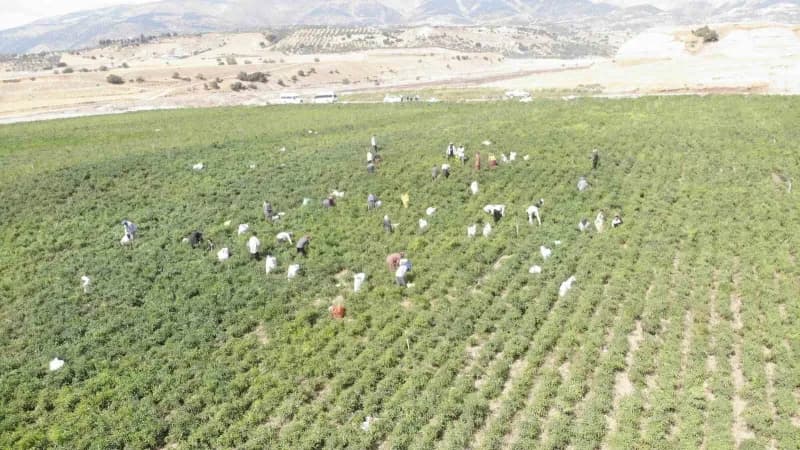 Kahramanmaraş’ta coğrafi işaretli Maraş biberi tarlasında hasat yapan işçiler ve kurutma alanları