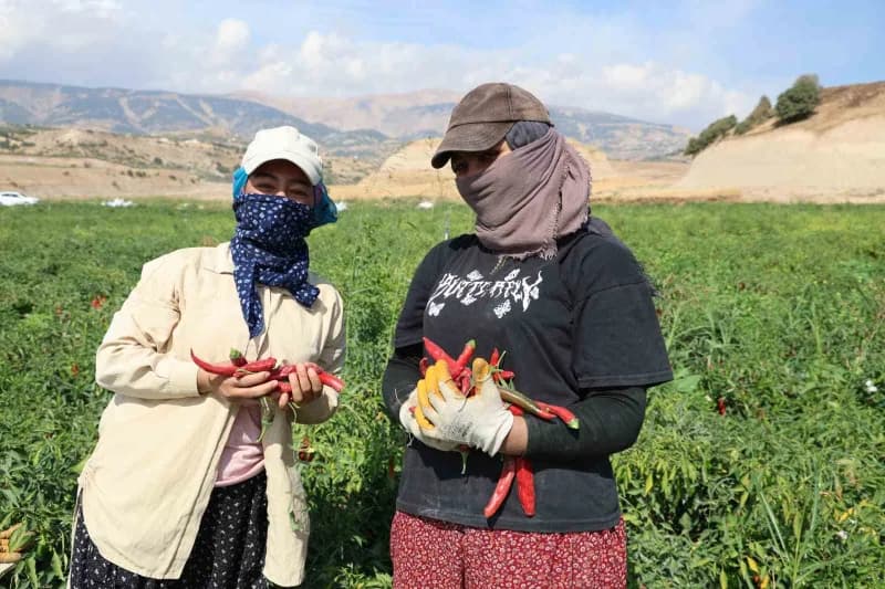 Biberde dekara 2 ton yaş verim, çeşide göre 400 ila 500 kilogram arasında kuru verim elde ediliyor
