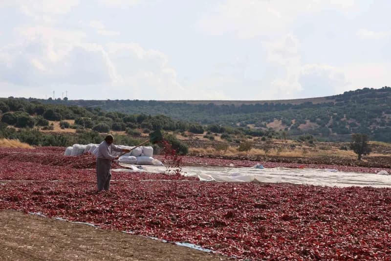 Tarlalarda başlayan hasat, kurutma alanları ve fabrikalardaki işlemlerin ardından ürünlerin iç ve dış pazara gönderilmes
