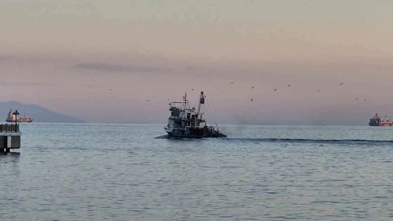 Bazı martılar deniz yüzeyine dalarak balık kapmaya çalışırken, bazıları ise Teknelerin üzerinde ve çevresinde uçuşlarını
