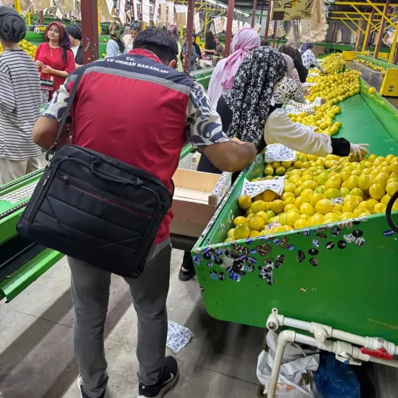 Hatay’da ihracata gönderilecek Mayer cinsi limonlarda pestisit analizleri için numune alma ve resmi kontroller gerçekleş