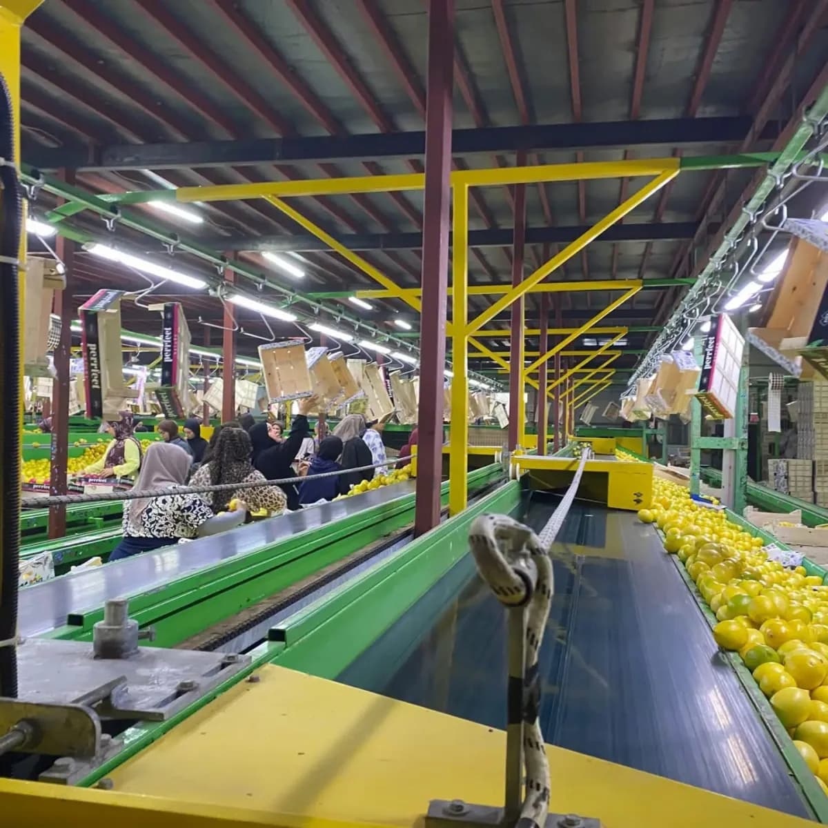 Hatay'da ihracata gönderilen Mayer cinsi limonların pestisit analizleri için numune alma işlemi