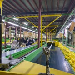 Hatay'da ihracata gönderilen Mayer cinsi limonların pestisit analizleri için numune alma işlemi