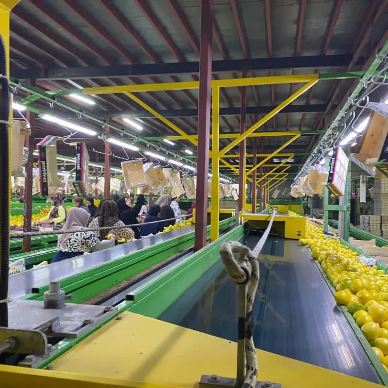 Hatay'da ihracata gönderilen Mayer cinsi limonların pestisit analizleri için numune alma işlemi