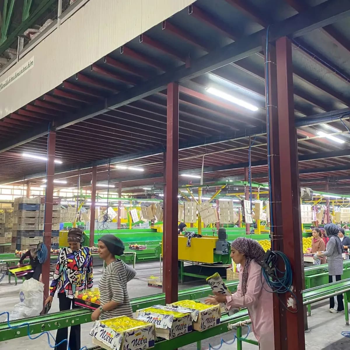 Hatay’da ihracata gönderilecek Mayer cinsi limonlarda pestisit analizleri için numune alma ve resmi kontroller gerçekleş