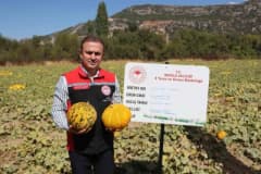 Muğla Menteşe’de yayla kavunu ve ata sebzelerinin hasat edildiği tarla