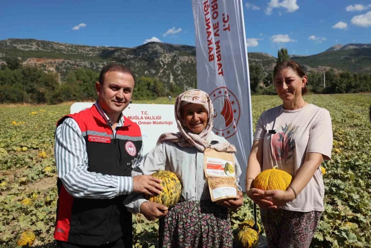 Menteşe’de yayla kavunu ve Ata sebzelerinin hasadı yapıldı