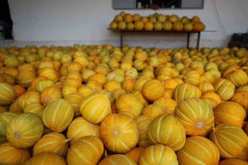Menteşe’de yayla kavunu ve Ata sebzelerinin hasadı yapıldı
