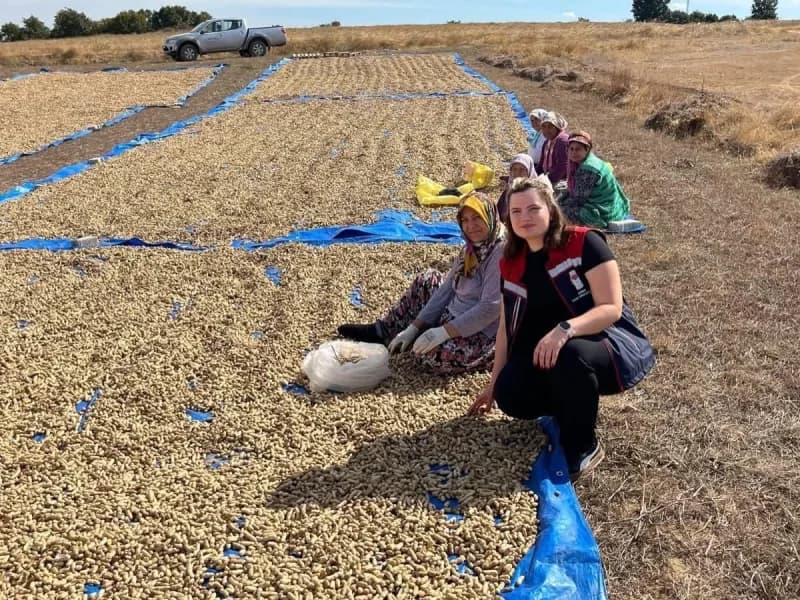 Edirne Meriç ilçesinde yer fıstığı tarlasında hasat yapan çiftçiler