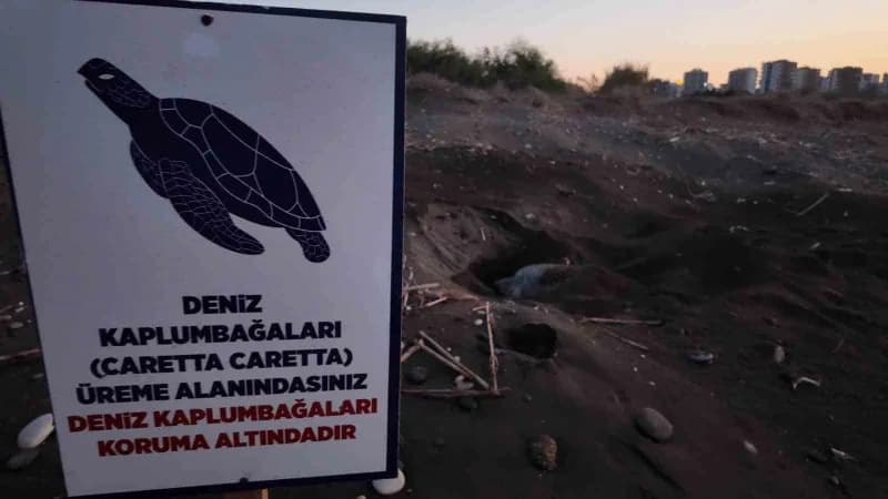 Nesli tehlike altında olduğu için koruma altında bulunan 'caretta caretta' ve 'chelonia mydas' Deniz kaplumbağalarının ö