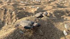 Mersin kıyılarında caretta caretta ve chelonia mydas deniz kaplumbağası yavruları denize ulaşıyor