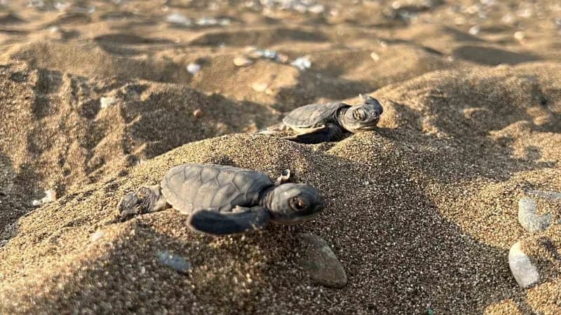 Mersin kıyılarında caretta caretta ve chelonia mydas deniz kaplumbağası yavruları denize ulaşıyor