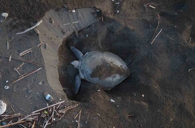 Nesli tehlike altında olduğu için koruma altında bulunan 'caretta caretta' ve 'chelonia mydas' Deniz kaplumbağalarının ö