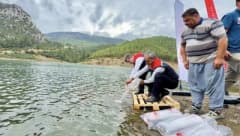 Mersin’de göl ve göletlere bırakılan yavru sazanlar suyla buluşturuluyor
