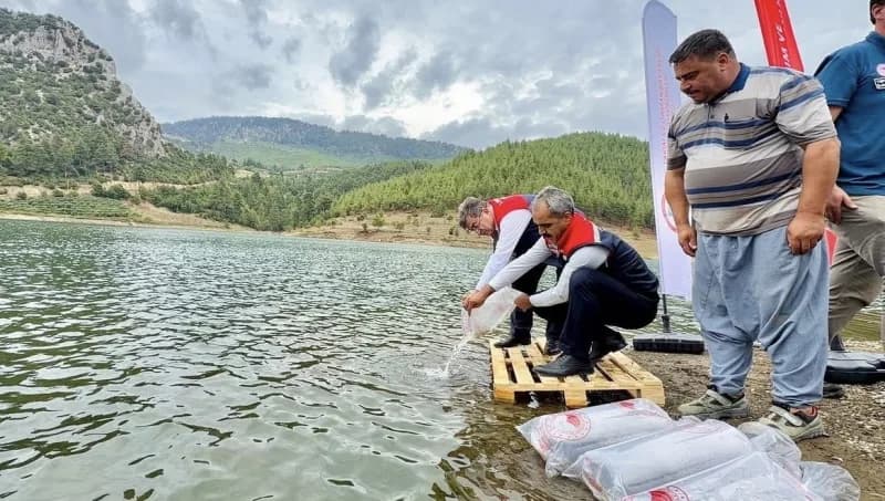 Mersin’de göl ve göletlere bırakılan yavru sazanlar suyla buluşturuluyor