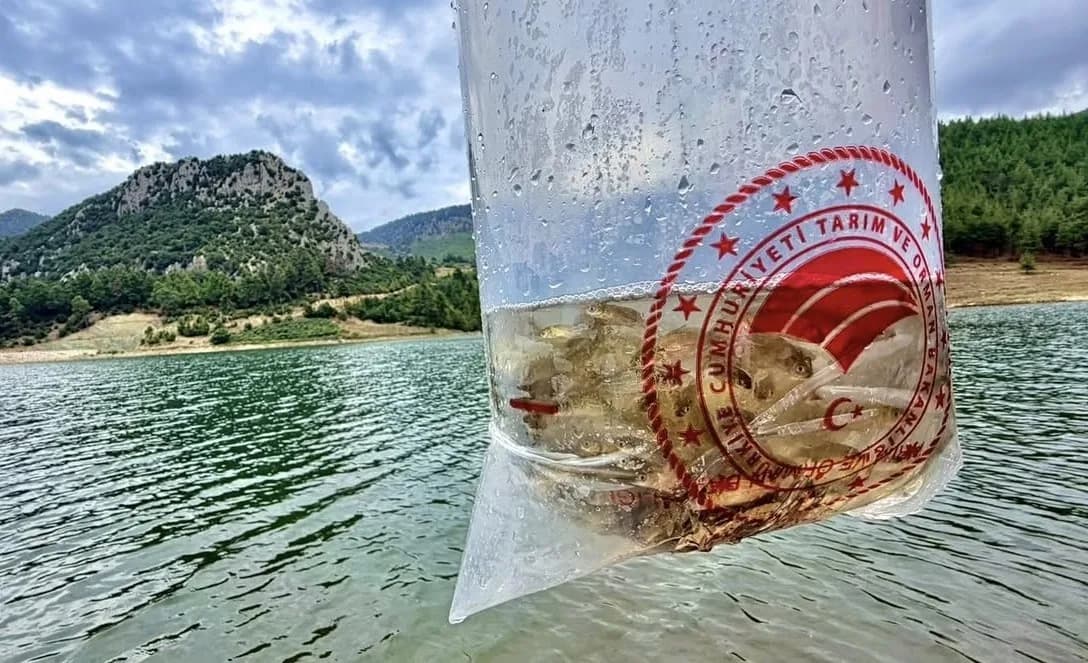 Mersin’de ‘su Kaynaklarının Balıklandırma Projesi’ kapsamında 9 ilçede bulunan 17 göl ve gölete toplam 347 bin yavru saz