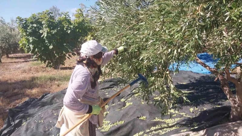 Mut ilçesinde zeytin hasadı başlarken, bu yıl 269 bin dekar alanda, tahmini 300 bin ton zeytin ve 50 bin ton zeytinyağı