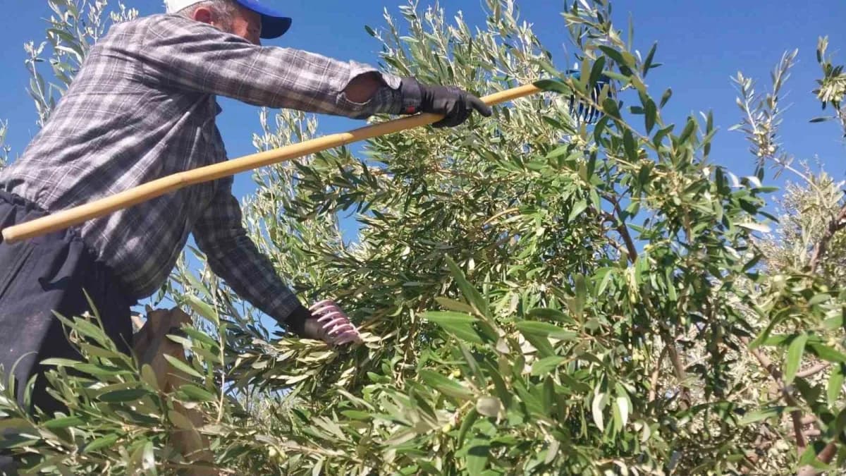 Mut ilçesinde zeytin hasadı başlarken, bu yıl 269 bin dekar alanda, tahmini 300 bin ton zeytin ve 50 bin ton zeytinyağı