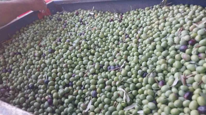 Mut ilçesinde zeytin hasadı başlarken, bu yıl 269 bin dekar alanda, tahmini 300 bin ton zeytin ve 50 bin ton zeytinyağı