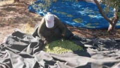 Mersin Mut ilçesinde zeytin bahçesinde başlayan zeytin hasadı ve toplanan zeytinler