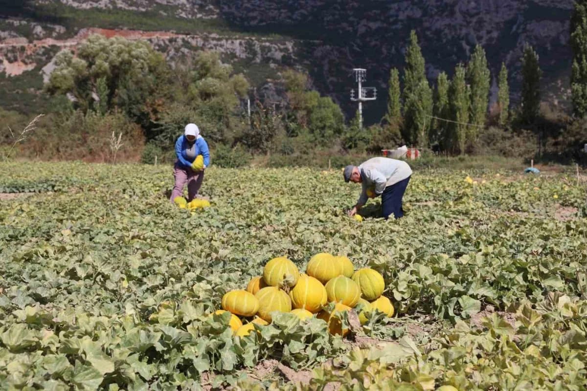 Menteşe Karabağlar yaylasında asırlık lezzetin Hasat zamanı