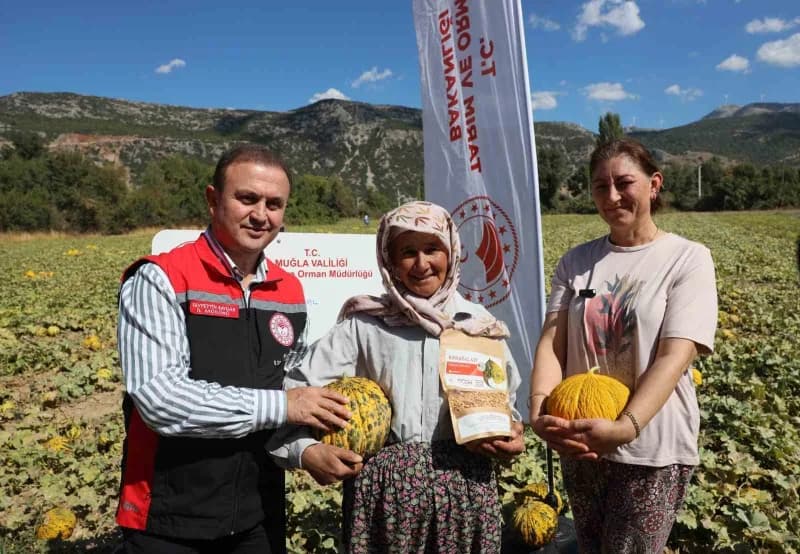 Menteşe Karabağlar yaylasında asırlık lezzetin Hasat zamanı