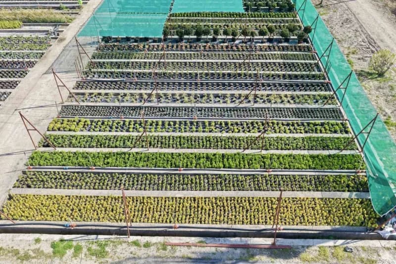 Manisa Muradiye Orman Fidanlık Müdürlüğü'nde 120 tür bitkinin sergilendiği Fidan Market