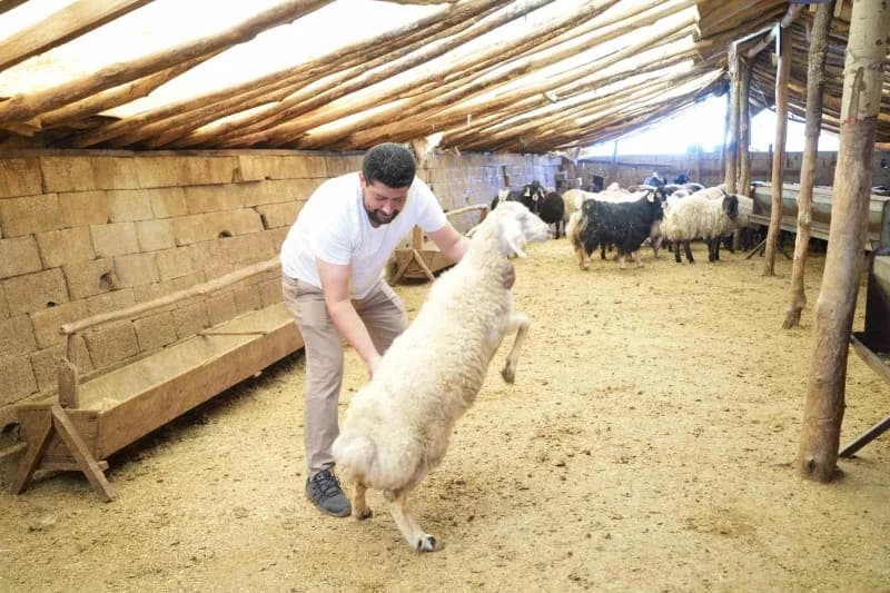 Muş’un yöresel lezzetleri arasında önemli bir yere sahip olan büryan, meralarda yetiştirilen küçükbaş hayvanların etleri