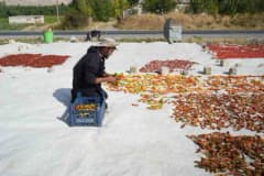Muş Mercimekkale köyünde yetiştirilen taze ve kurutulmuş sebzeler tezgah üzerinde sergileniyor