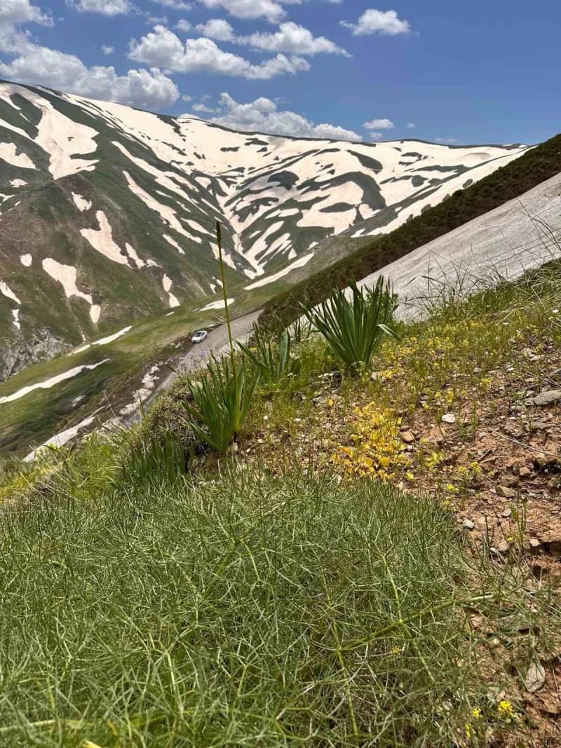 Muş'un Kurtik Dağı'nda yürütülen 3 yıllık arazi çalışmalar sonucunda keşfedilen, "Fritillaria damlana" adı verilen yeni
