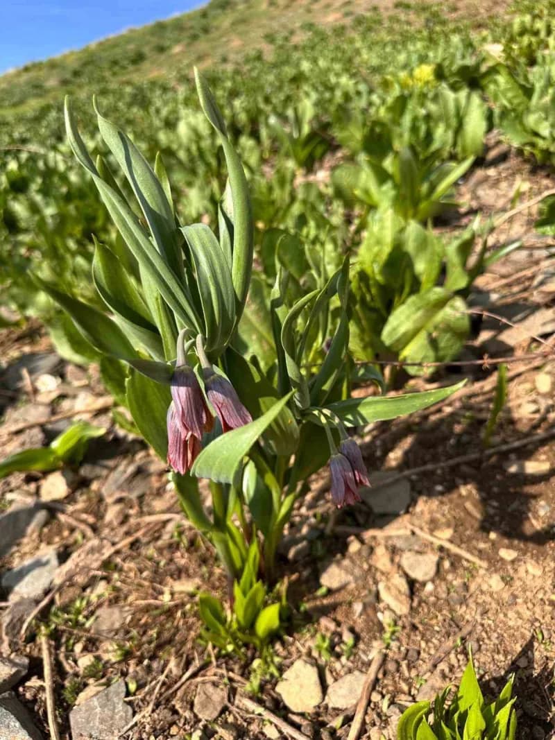 Muş'un Kurtik Dağı'nda yürütülen 3 yıllık arazi çalışmalar sonucunda keşfedilen, "Fritillaria damlana" adı verilen yeni