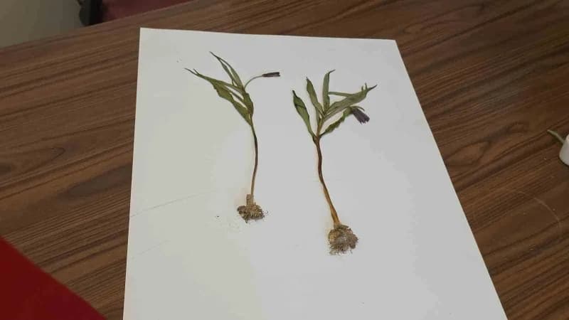 Muş'un Kurtik Dağı'nda yürütülen 3 yıllık arazi çalışmalar sonucunda keşfedilen, "Fritillaria damlana" adı verilen yeni
