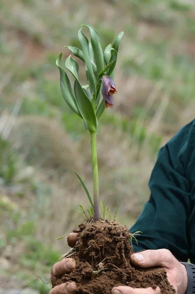 Muş'un Kurtik Dağı'nda yürütülen 3 yıllık arazi çalışmalar sonucunda keşfedilen, "Fritillaria damlana" adı verilen yeni