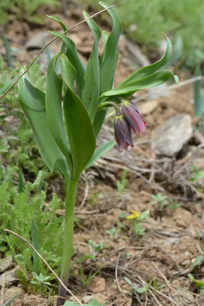 Muş'un Kurtik Dağı'nda yürütülen 3 yıllık arazi çalışmalar sonucunda keşfedilen, "Fritillaria damlana" adı verilen yeni