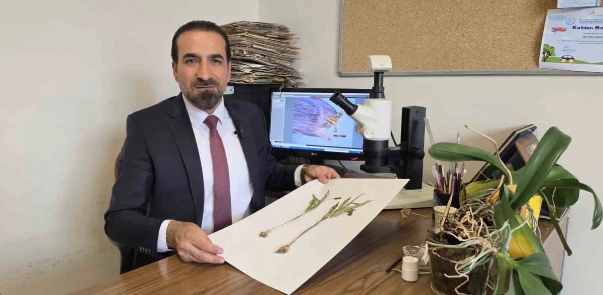 Muş Kurtik Dağı'nda yetişen mor renkli Fritillaria damlana adlı yeni bitki türü