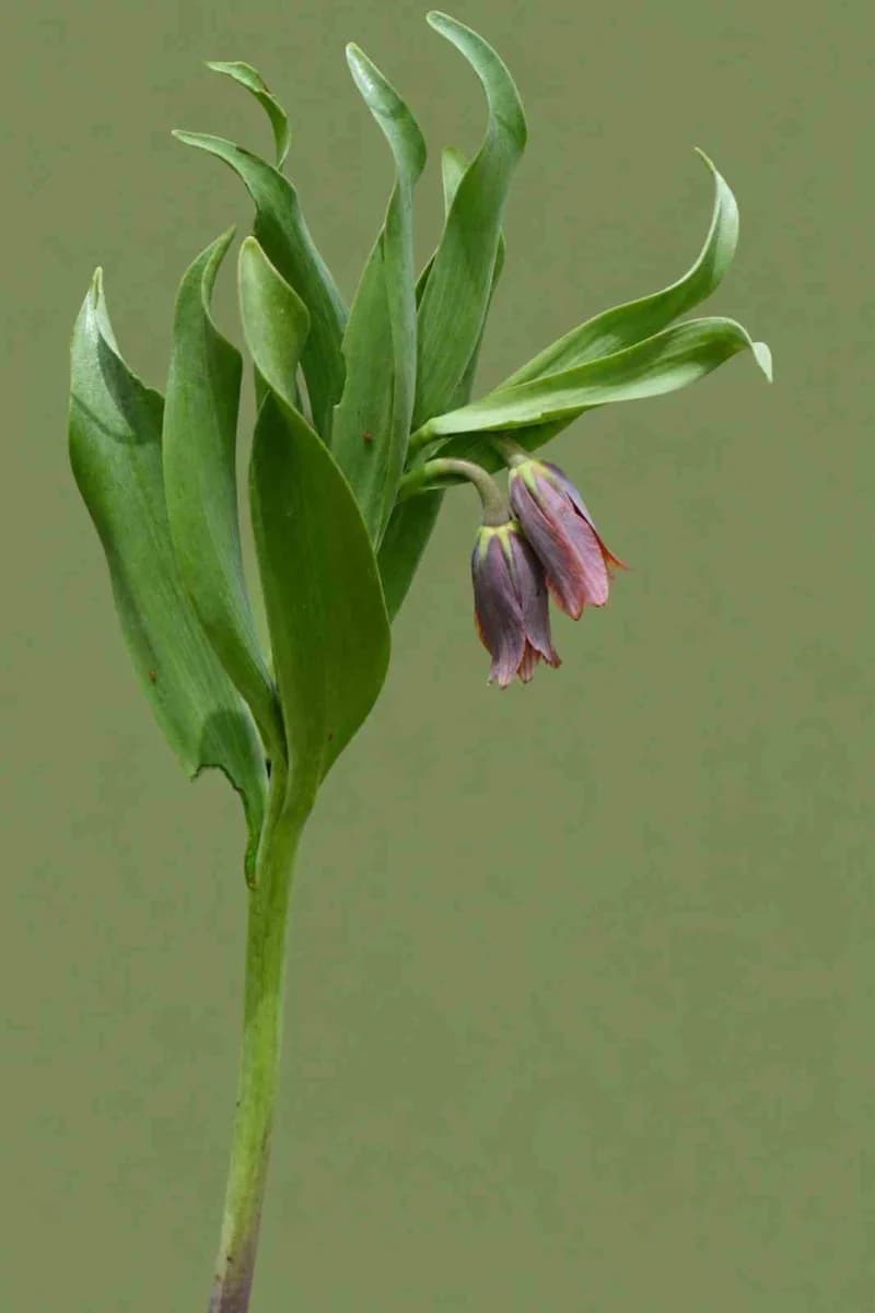 Muş'un Kurtik Dağı'nda yürütülen 3 yıllık arazi çalışmalar sonucunda keşfedilen, "Fritillaria damlana" adı verilen yeni