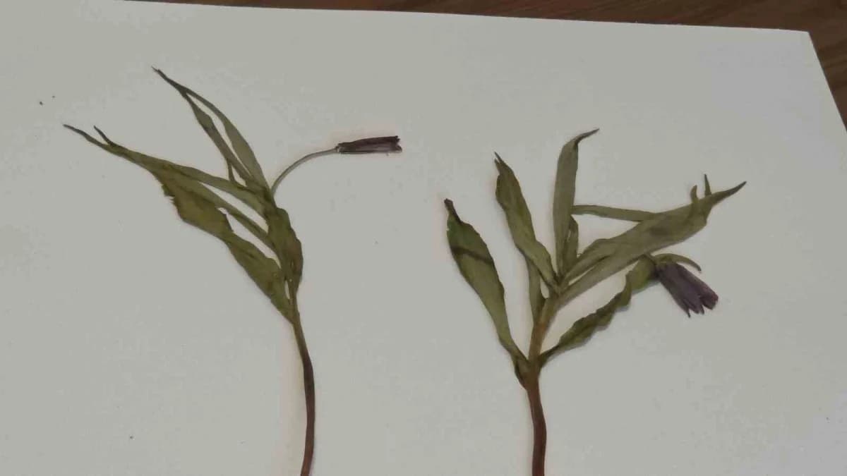 Muş'un Kurtik Dağı'nda yürütülen 3 yıllık arazi çalışmalar sonucunda keşfedilen, "Fritillaria damlana" adı verilen yeni