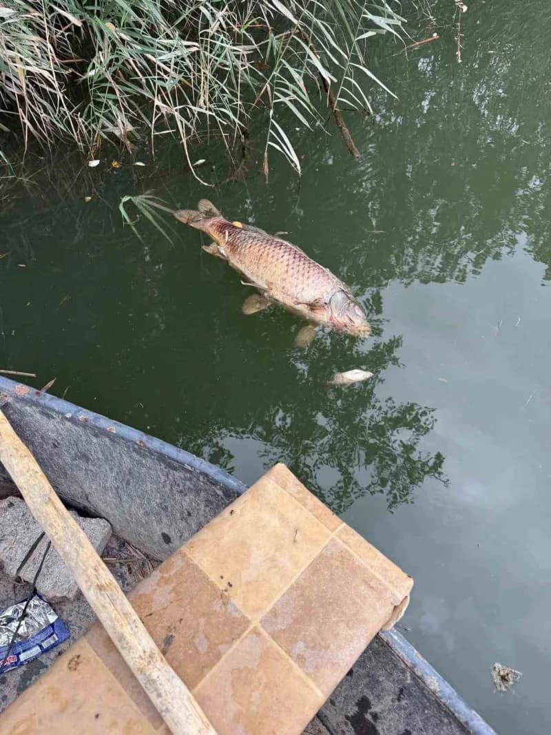 Mustafakemalpaşa Çayı kıyısında biriken ölü balıklar ve suya deşarj yapılan boru