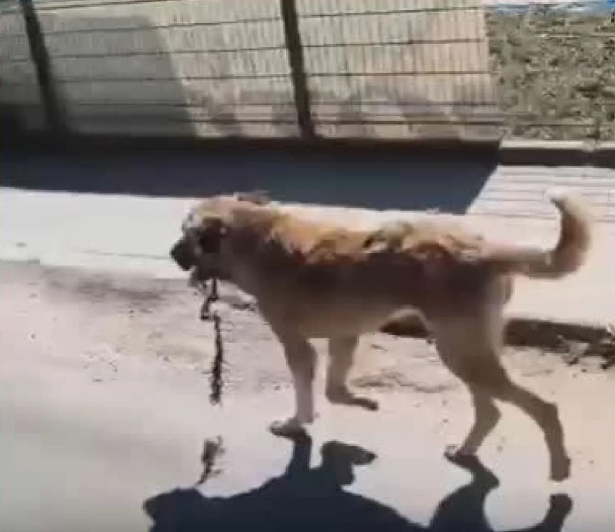 Ordu Aybastı’da ağzına çengel takılmış köpek veterinerler tarafından tedavi ediliyor