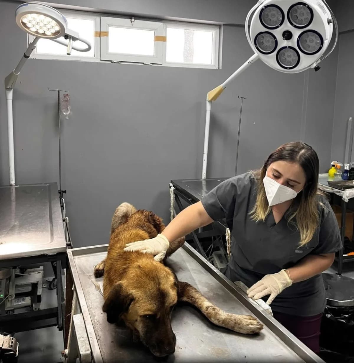 Ordu'da ağzına çengel takılmış halde bulunan köpek, Ordu Büyükşehir Belediyesi ekiplerince bulunduğu yerden alınarak ted