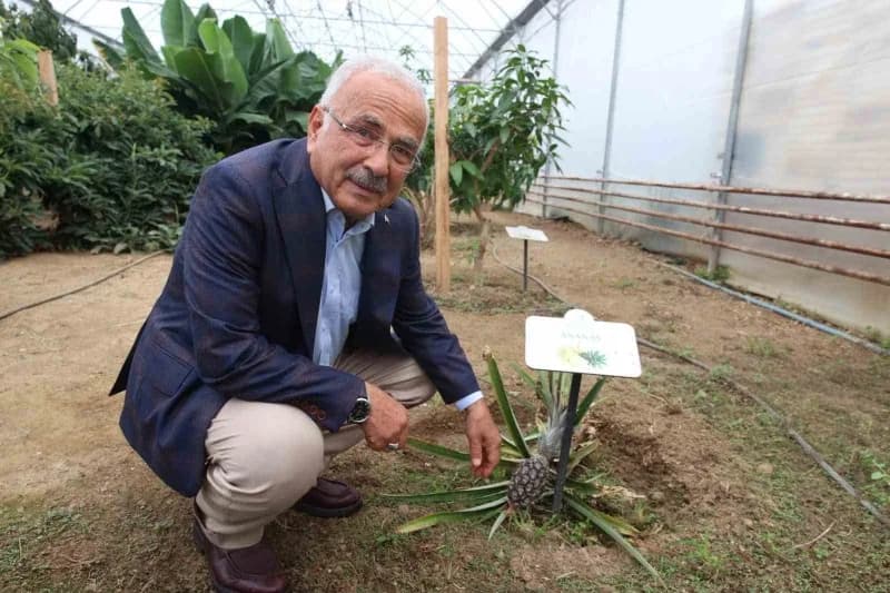 ORDU’da tarımsal çeşitliliği arttırmak ve üreticiye yeni ekonomik fırsatlar sağlamak amacıyla deneme üretimi yapılan ser