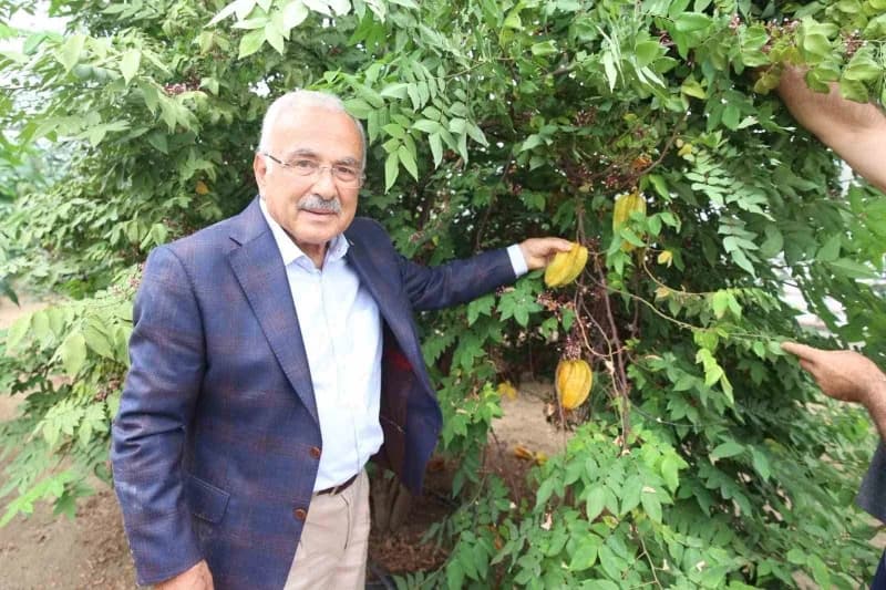 Ordu Gülyalı’da tropikal meyve serasında farklı türlerde meyve bitkileri yetiştiriliyor