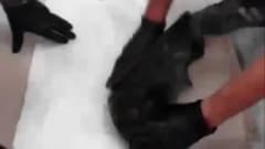Ordu’da düzenlenen uyuşturucu operasyonunda yakalanan şüpheliler ve ele geçirilen metamfetamin maddesi