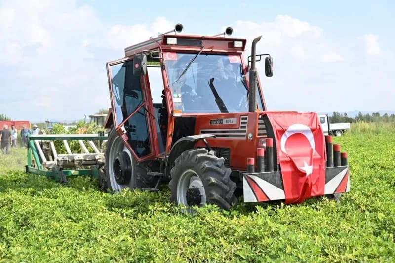 Osmaniye’de yer fıstığı hasadı başladı: 50 bin ton rekolte bekleniyor