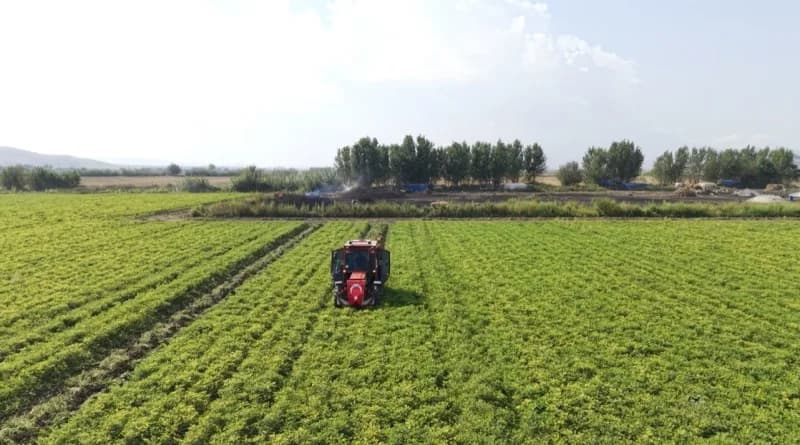 Osmaniye’de yer fıstığı hasadı başladı: 50 bin ton rekolte bekleniyor