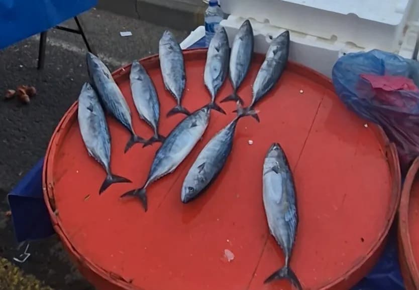 Tekirdağ’ın Süleymanpaşa ilçesinde kurulan Perşembe pazarında akşam saatlerinde palamut fiyatları 75 liraya kadar gerile