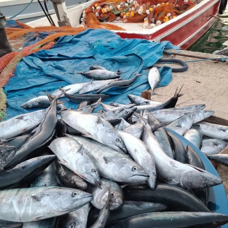 Kastamonu'da denize açılan balıkçılar, kasa kasa palamutla dönüyor. Sahil ilçelerindede, palamutun tanesi 75 liradan sat