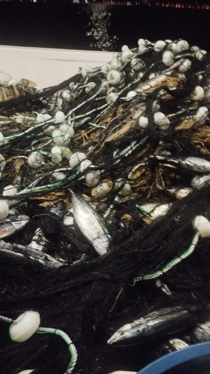 Kastamonu'da denize açılan balıkçılar, kasa kasa palamutla dönüyor. Sahil ilçelerindede, palamutun tanesi 75 liradan sat